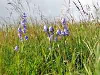 Glockenblumen
