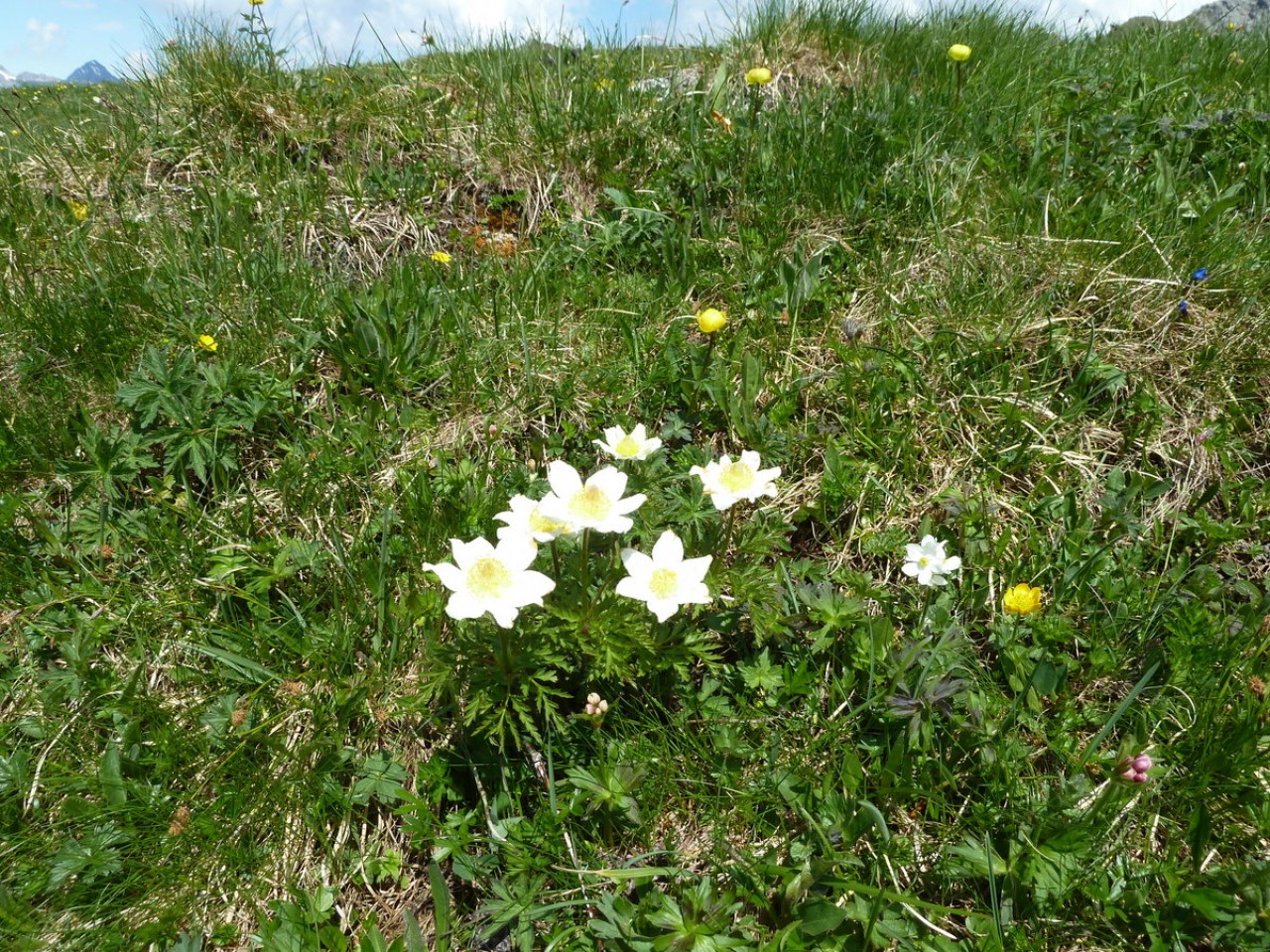  Hahnleskopf