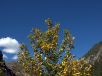 Herbst im Höhenbachtal