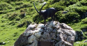  Steinbock