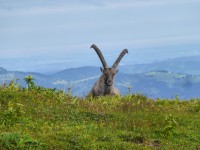 Steinbock