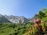 Alpenrose - Lukas Scharf