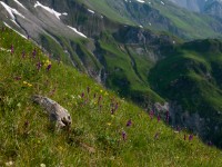 Alpenblumen