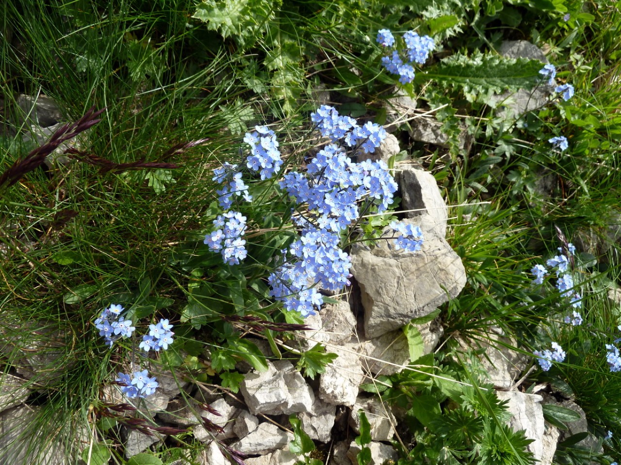  Alpen-Vergissmeinnicht
