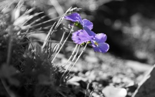  Blumen