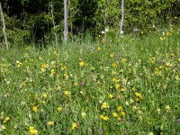 Blumenwiese