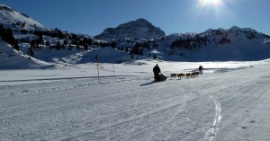  Körbersee Schlittenhunde
