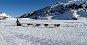 Körbersee Schlittenhunde