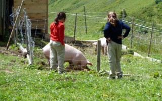  Schweine Ravensburger Hütte