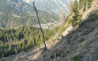  Wald Bockbach