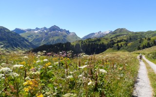  Alpenblumen am Bürstegg