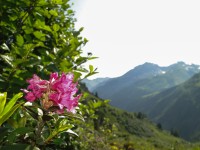 Alpenrose - Lukas Scharf