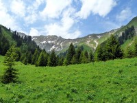 Almwiese in Fallerschein