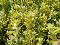 Blumen - Krabach