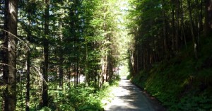  Durch den Wald - Madau