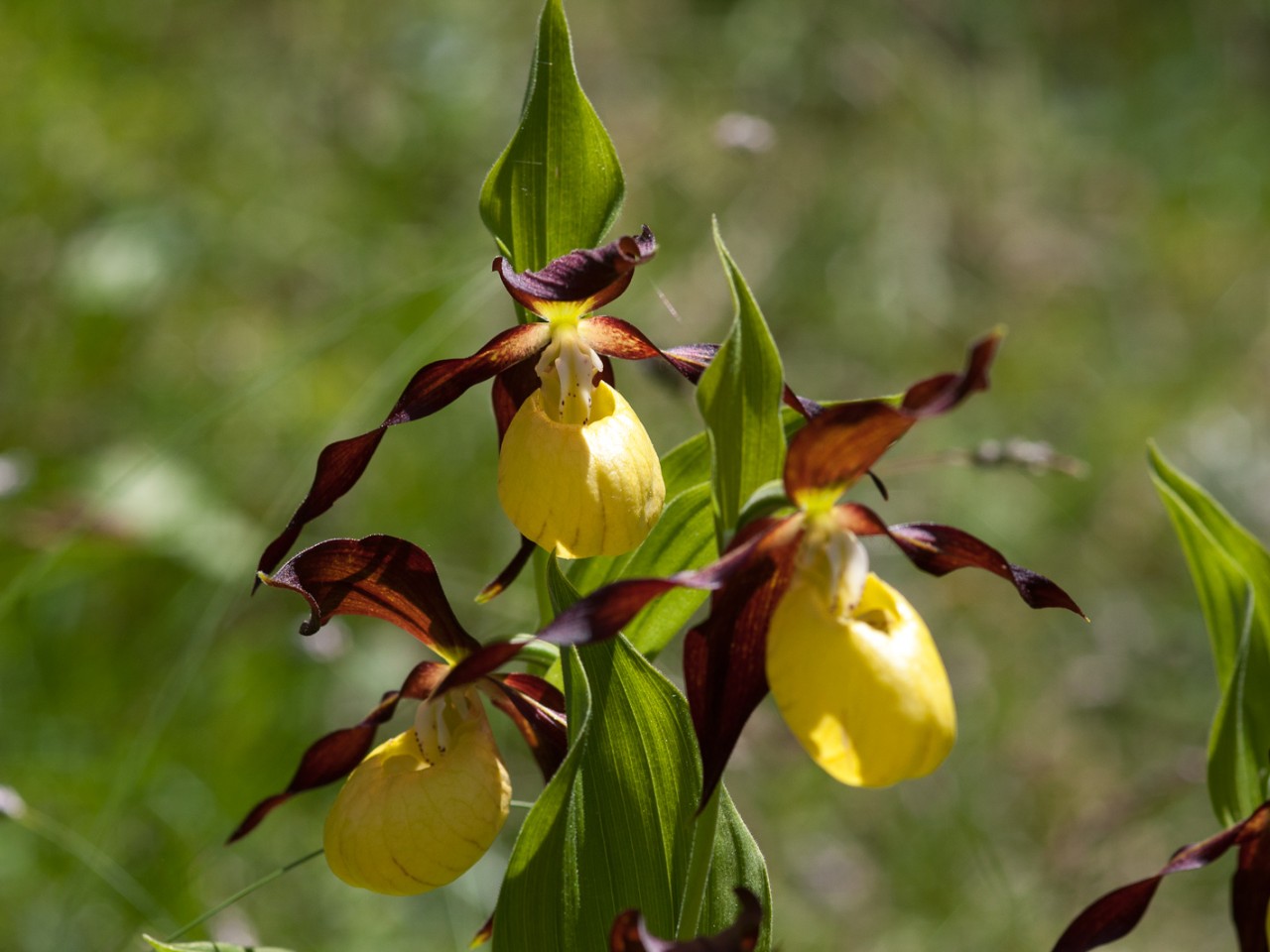  Frauenschuh Lechtal