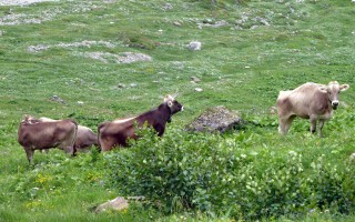  Kühe auf der Sulzlalm