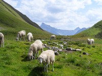 Tiroler Bergschafe