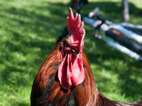 Bockbach - Gams Vroni
