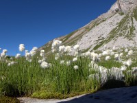 Wollgras unterhalb der Aplespleis