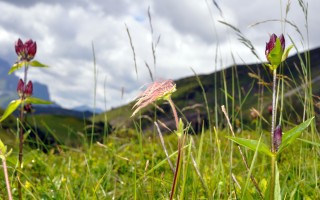  Alpenblumen