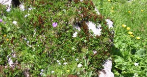  Alpenblumen