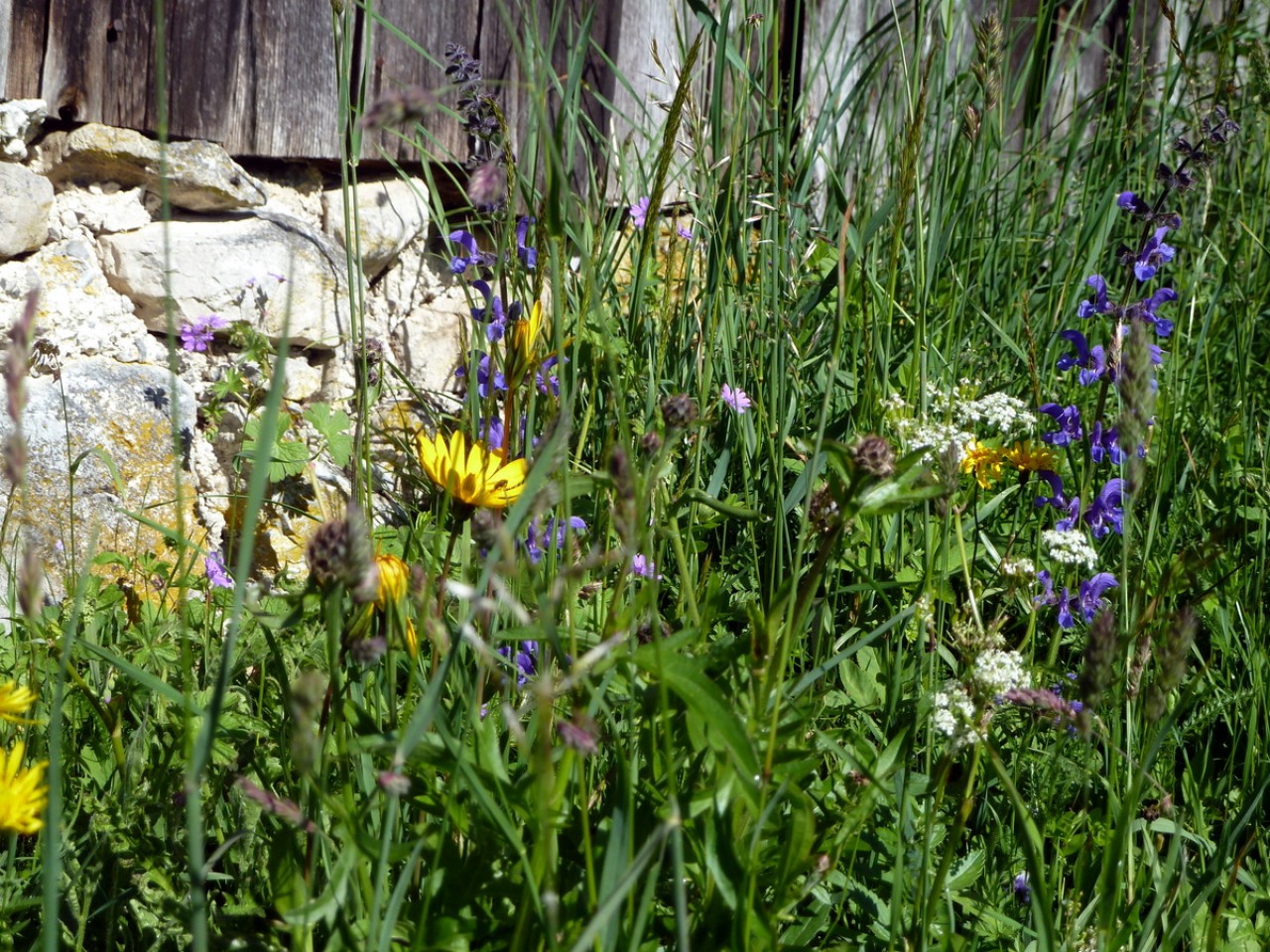  Blumen auf der Schiggen