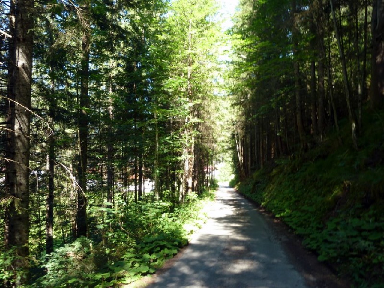  Durch den Wald - Madau