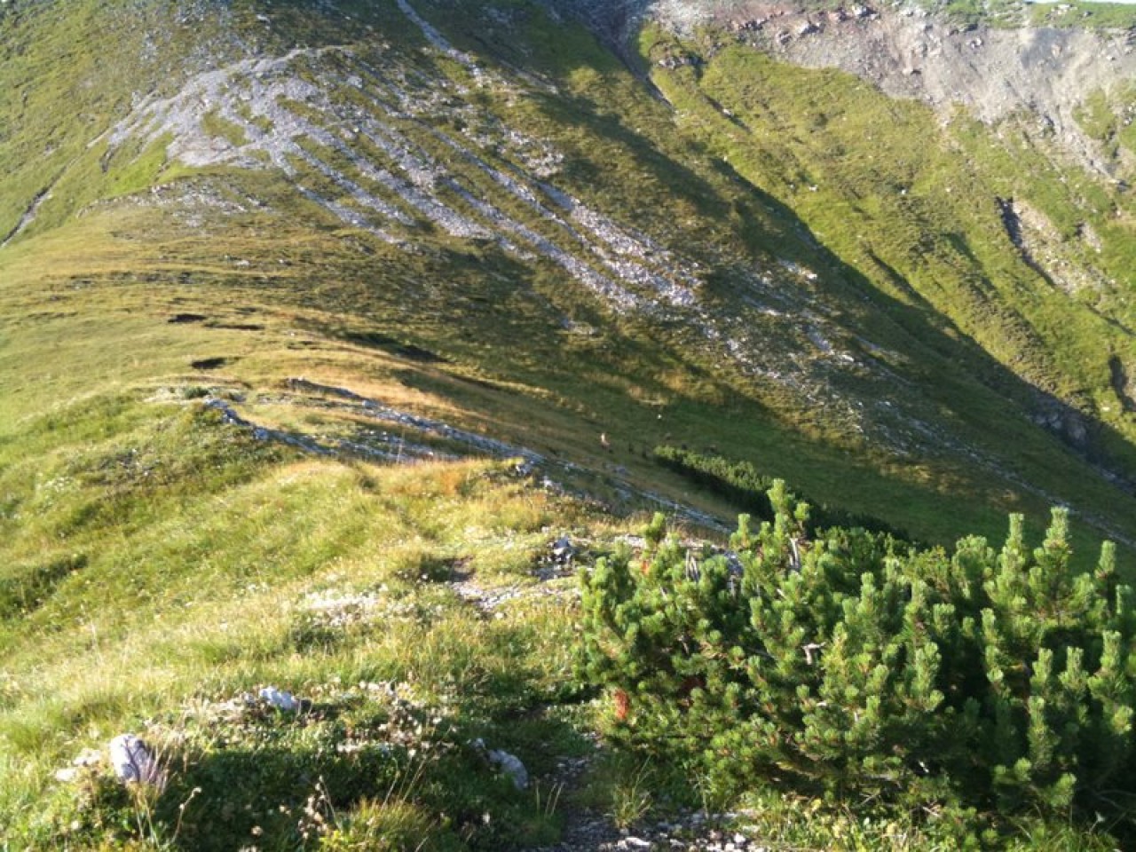  Gämsen auf dem Weg zur Peischelspitze