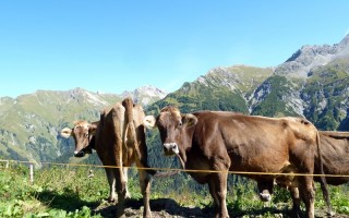  Kühe auf der Madbergalm