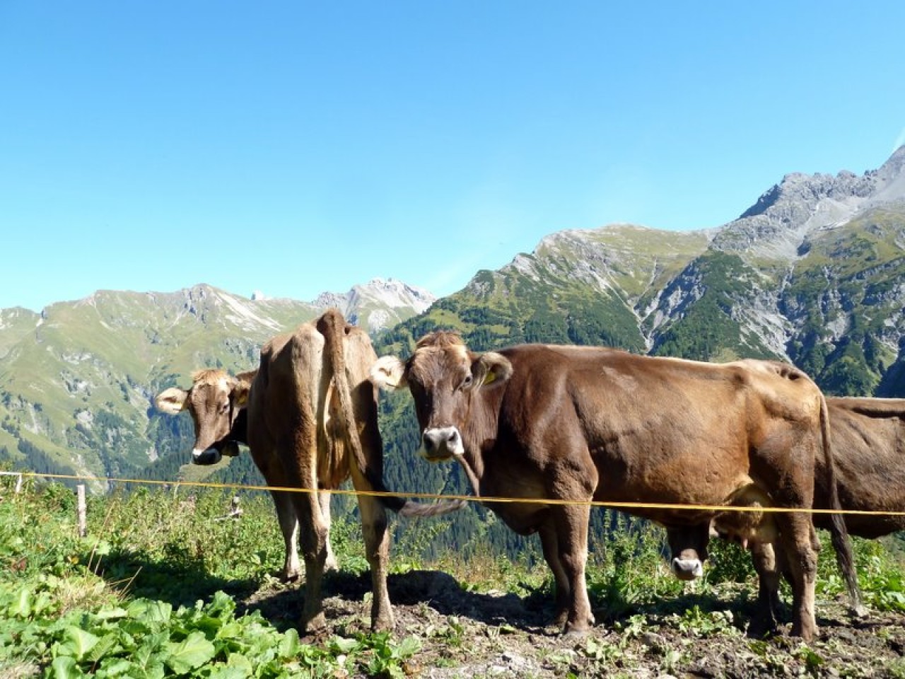  Kühe auf der Madbergalm