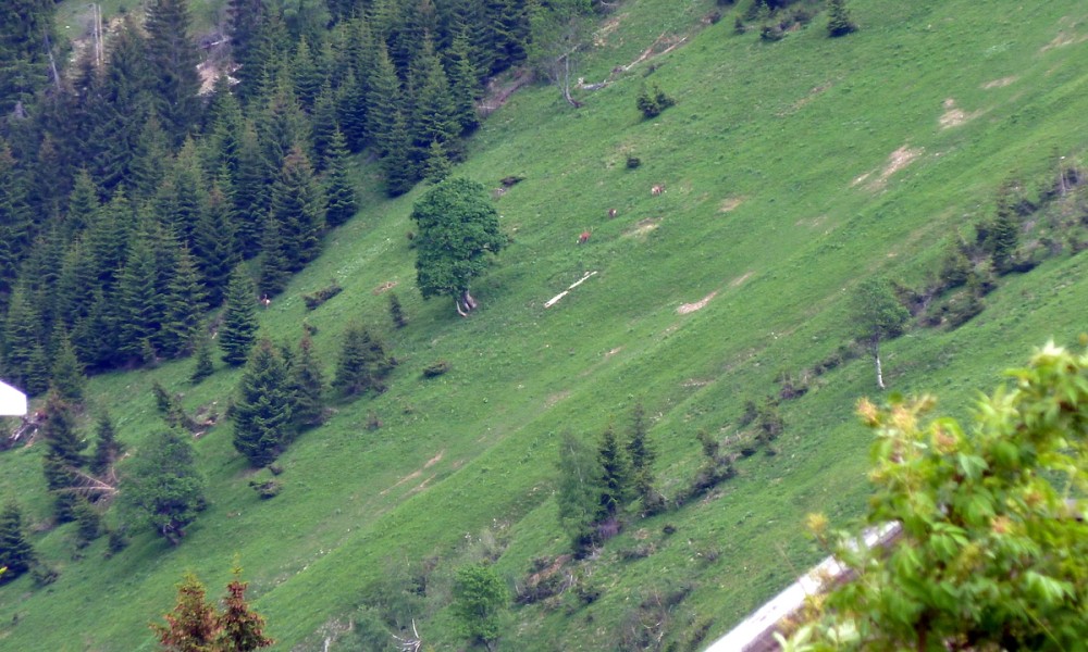  Wild in der Nähe von Fallerschein