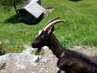 Ziegenbock