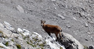  junger Steinbock