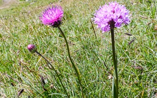  Kugelorchidee auf der Raaz Alpe