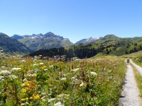 Alpenblumen am Bürstegg