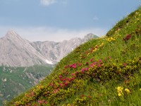 Alpenrosen