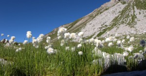  Wollgras unterhalb der Aplespleis