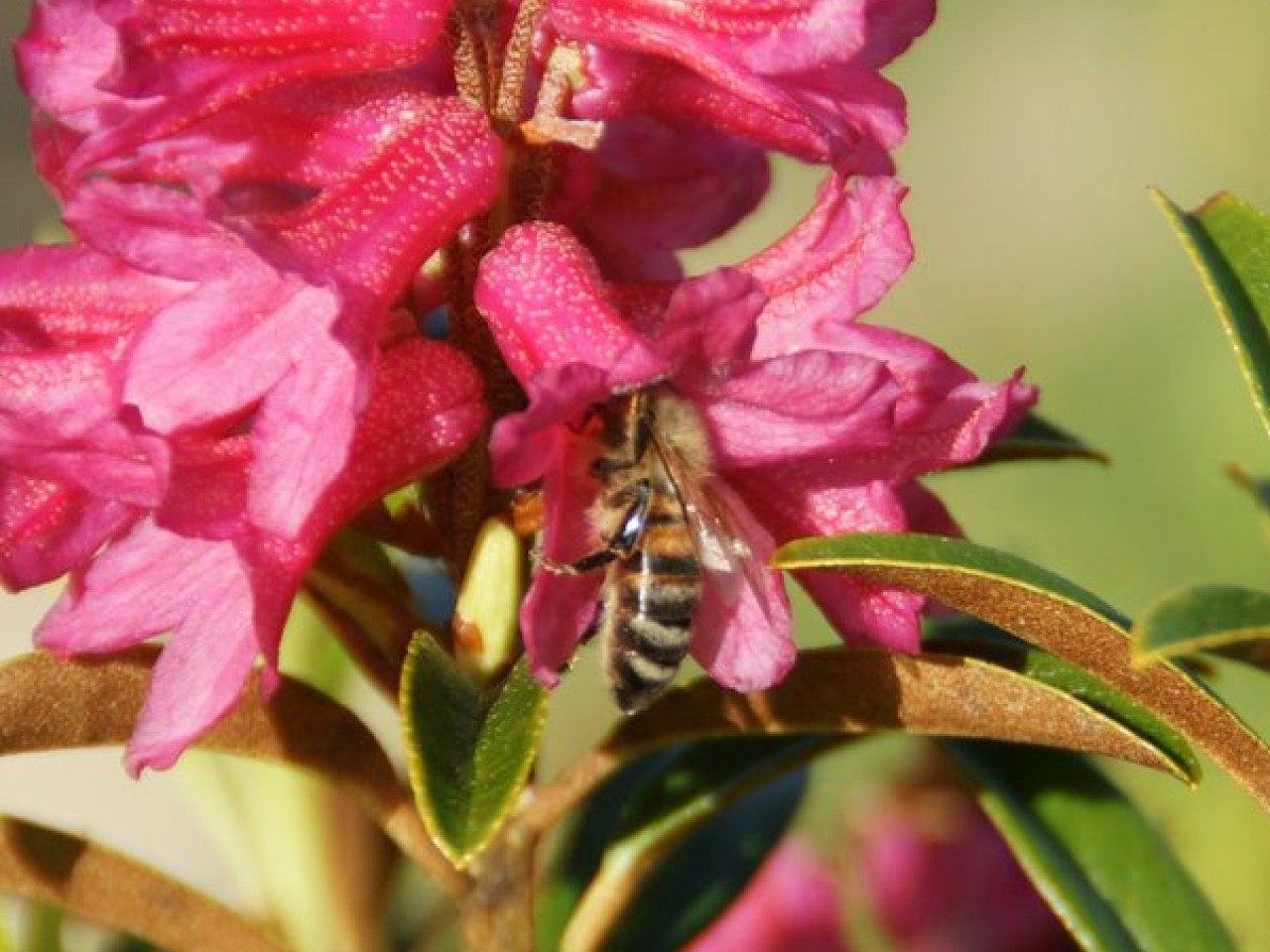  Biberkopf