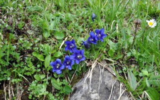  Blauer Enzian