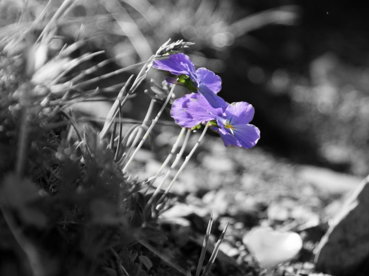  Blumen