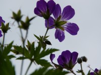Blumen Gramais