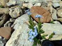 Blumen im Bachbett