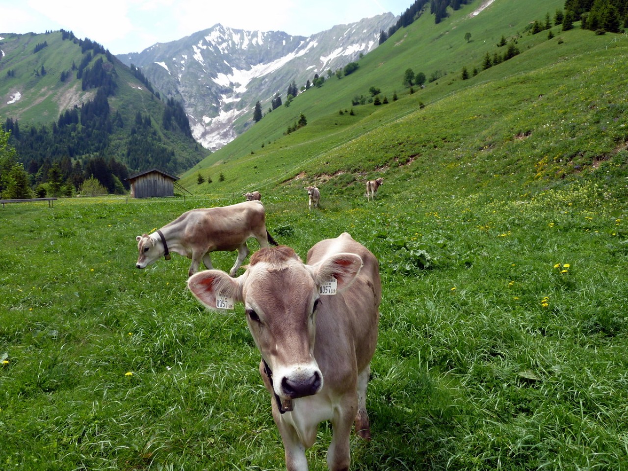  Kühe in Fallerschein