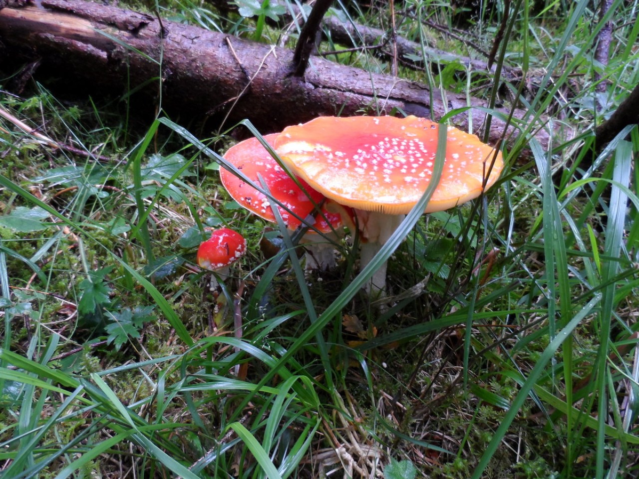  Fliegenpilz