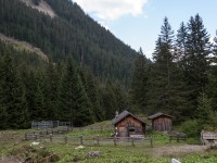 Zargenalpe