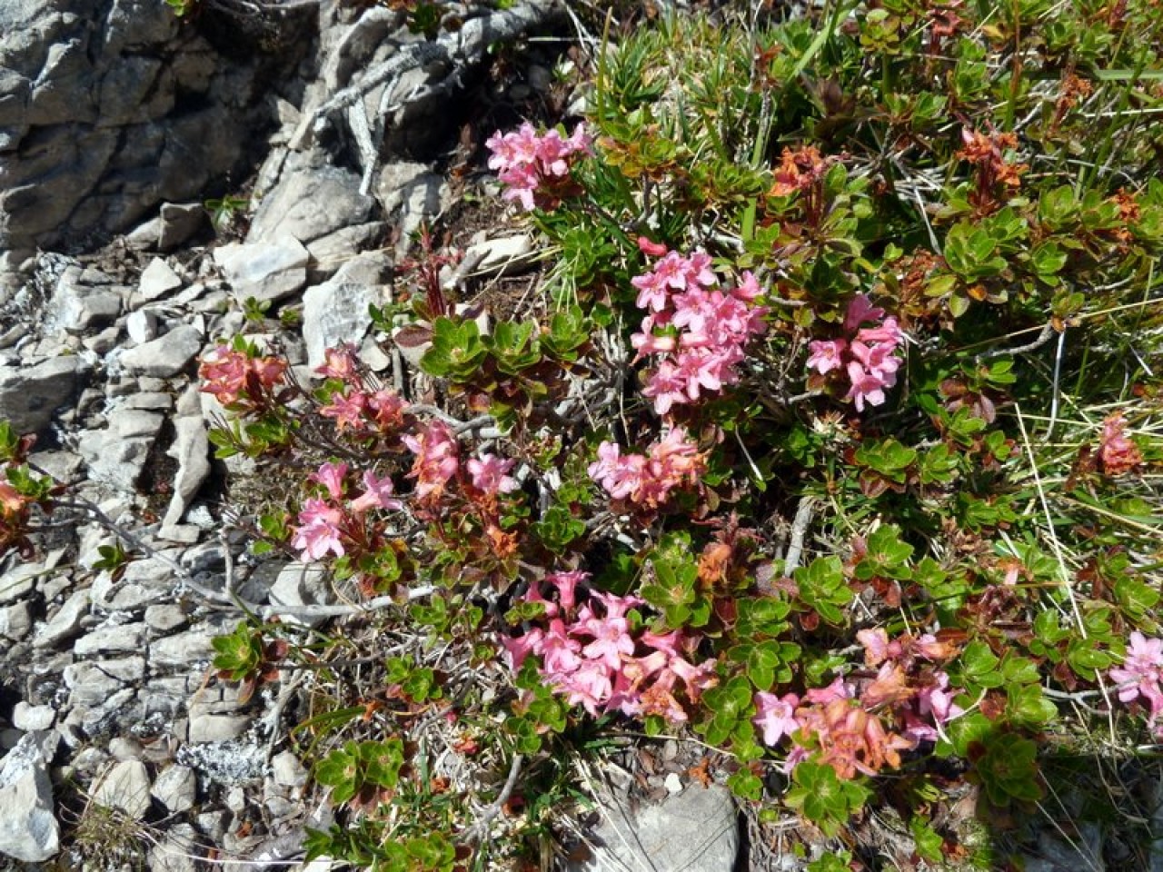  Alpenrosen - Grubachspitze