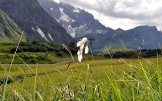  Blume