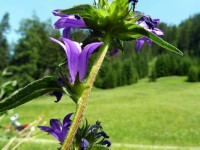 Blume auf der Wase