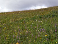 Blumenwiese